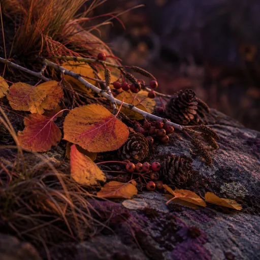 Chasing Aspens: A Basecamp Guide to Eastern Sierra Fall Color